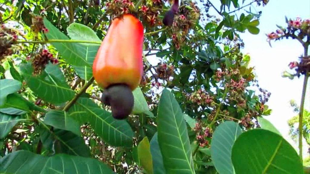 Ghana&rsquo;s cashew industry faces processing gap as C&ocirc;te d&rsquo;Ivoire moves to capture more value